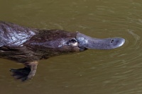 Ptakopysk podivny - Ornithorhynchus anatinus - Platypus o9541